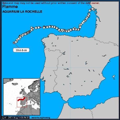 La Rochelle : deux des cinq tortues marines relâchées début juillet par l'Aquarium retrouvées sans vie