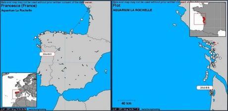 La Rochelle : deux des cinq tortues marines relâchées début juillet par l'Aquarium retrouvées sans vie