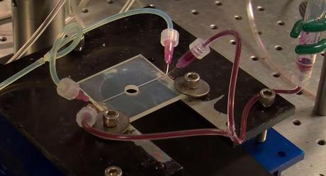 plastique auto regenerant Des scientifiques ont mis au point un plastique capable de s’auto régénérer.