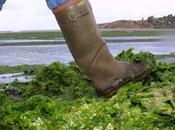 Oléron algues vertes prolifèrent