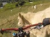 Mountain bike vache