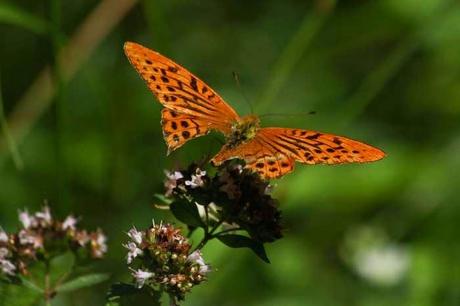 Papillons plus ou moins fatigués