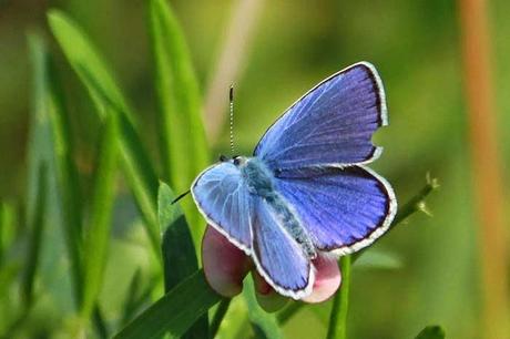 Papillons plus ou moins fatigués