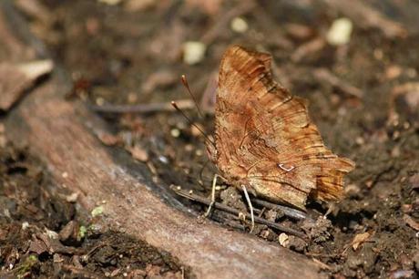 Papillons plus ou moins fatigués