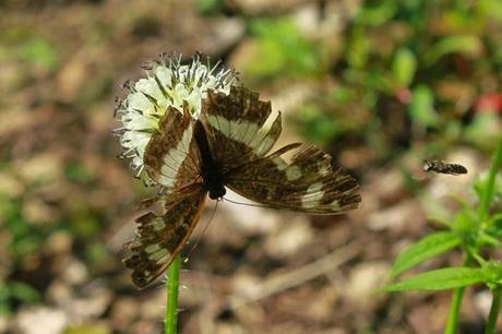 Papillons plus ou moins fatigués