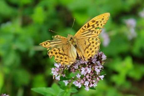 Papillons plus ou moins fatigués