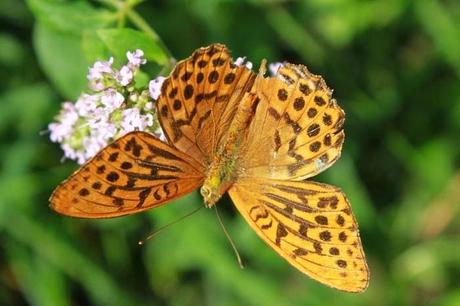 Papillons plus ou moins fatigués