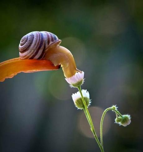 Vyacheslav Mishchenko et la vie secrète des escargots