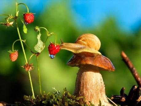 Click for a larger view Vyacheslav Mishchenko et la vie secrète des escargots