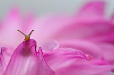 Click for a larger view Vyacheslav Mishchenko et la vie secrète des escargots