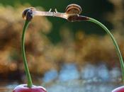 Vyacheslav Mishchenko secrète escargots