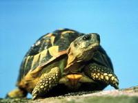 tortue-hermann_resize.jpg