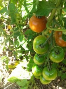 L'OÏDIUM dans Jardinage tomates-3-13.6.12_web-225x300