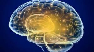 Le cerveau, ce puissant organe