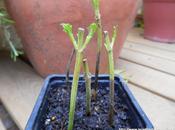 Bouture Viorne réussie