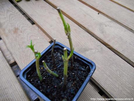 Bouture de Viorne réussie !