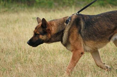 Des gardiens sur la base