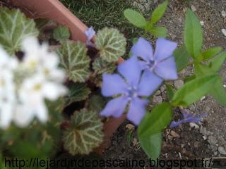 Multiplication de la Pervenche