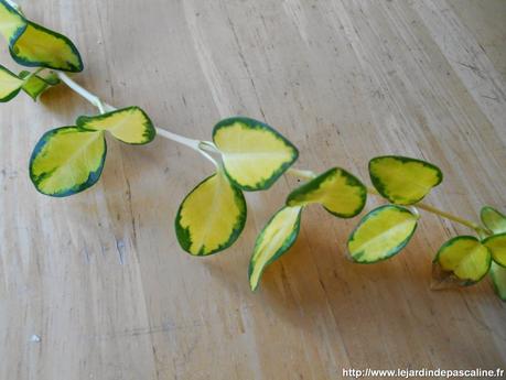 Multiplication de la Pervenche