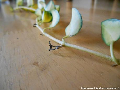 Multiplication de la Pervenche