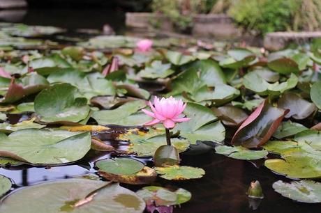 Japanese garden IMG_1462