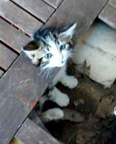 Chic, [demain] ch'est chamedi... avec un raton laveur.