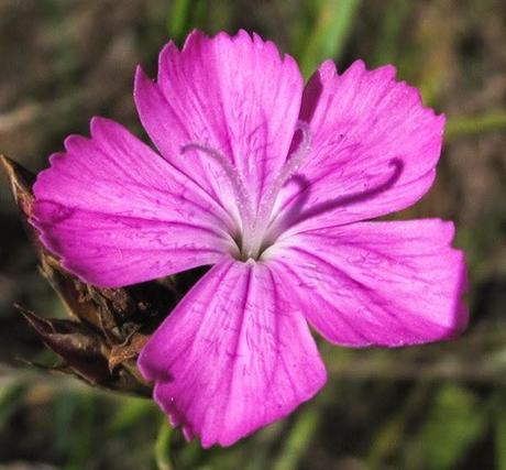Œillet des chartreux