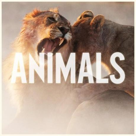 Ecoutez un titre inédit de Maroon 5, Animals.