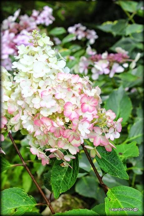 Hydrangéas toujours...