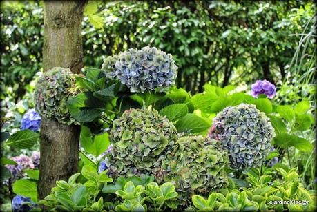 Hydrangéas toujours...