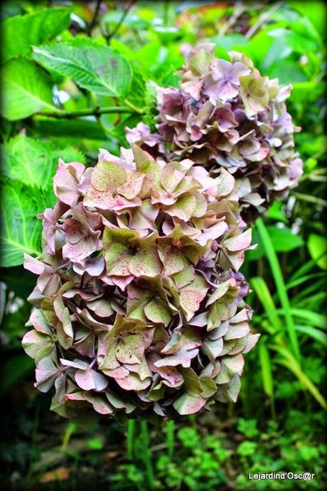Hydrangéas toujours...
