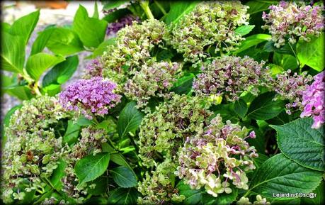 Hydrangéas toujours...