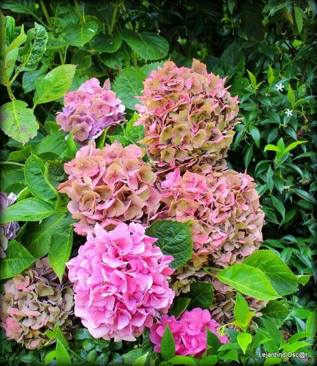 Hydrangéas toujours...
