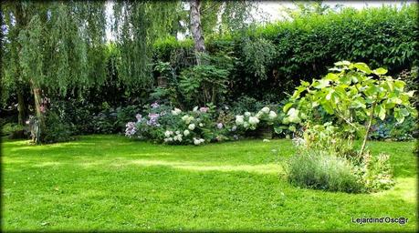 Hydrangéas toujours...