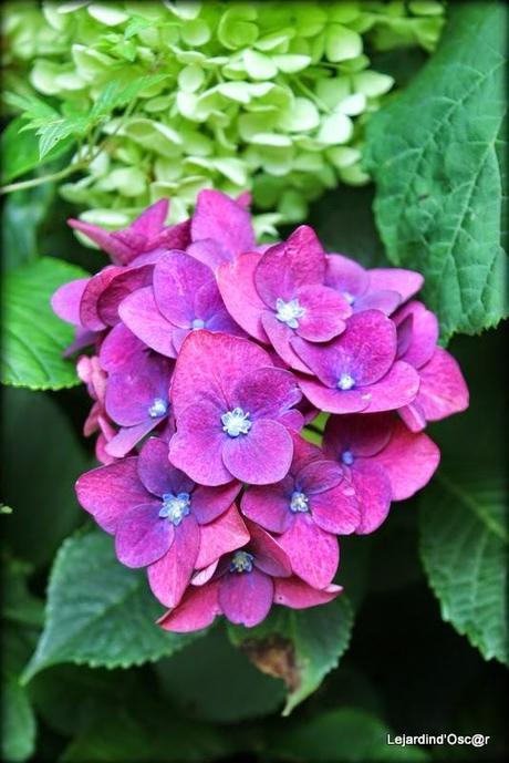 Hydrangéas toujours...