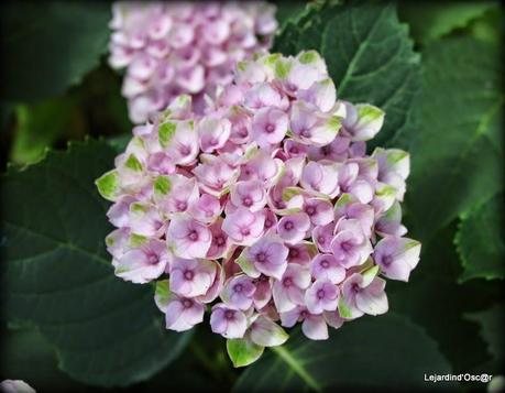 Hydrangéas toujours...