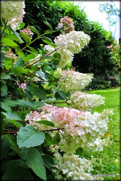 Hydrangéas toujours...