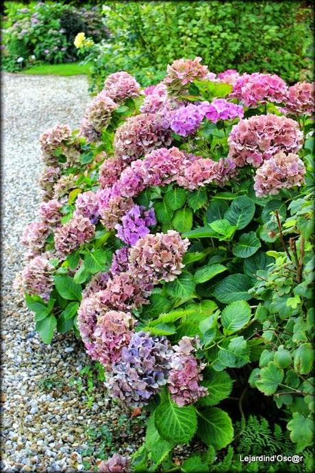 Hydrangéas toujours...