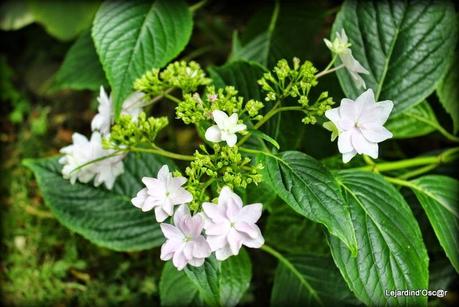 Hydrangéas toujours...