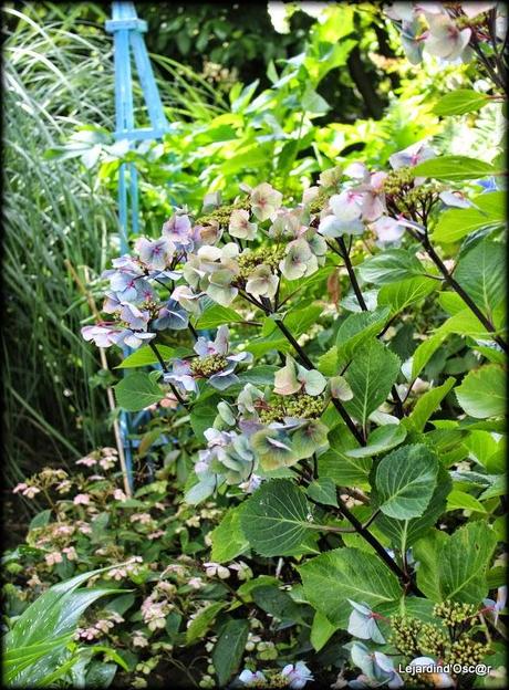 Hydrangéas toujours...