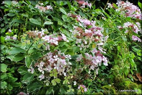 Hydrangéas toujours...