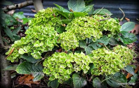 Hydrangéas toujours...