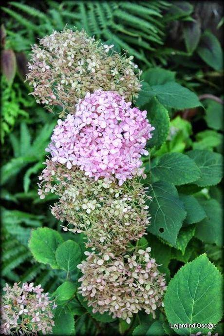 Hydrangéas toujours...