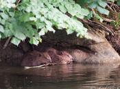 castors sont sortie…