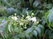 Heptacodium miconioides