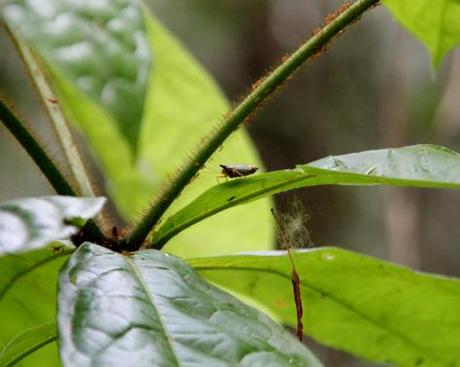 L’Amazonie péruvienne en 10 photos