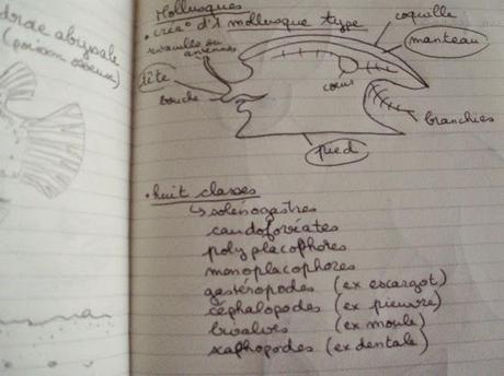 Un petit tour chez les invertébrés