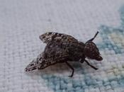 petit tour chez invertébrés