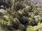 Wingsuit sapins (Alpes)
