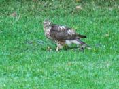 épervier mange merle pelouse